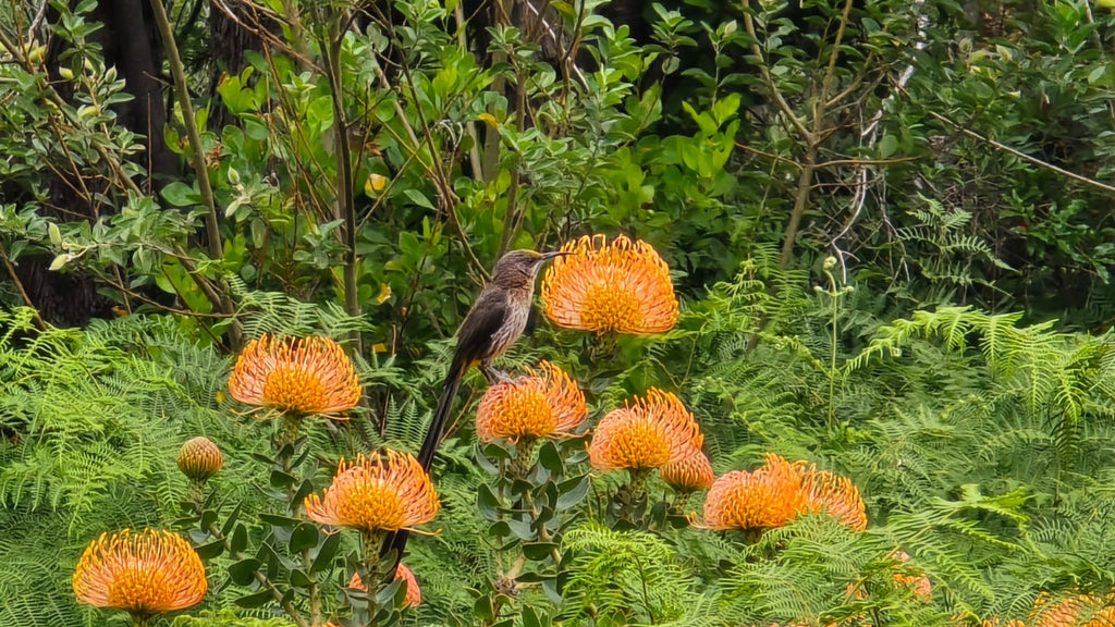 Paarl Rock Guided Tour
