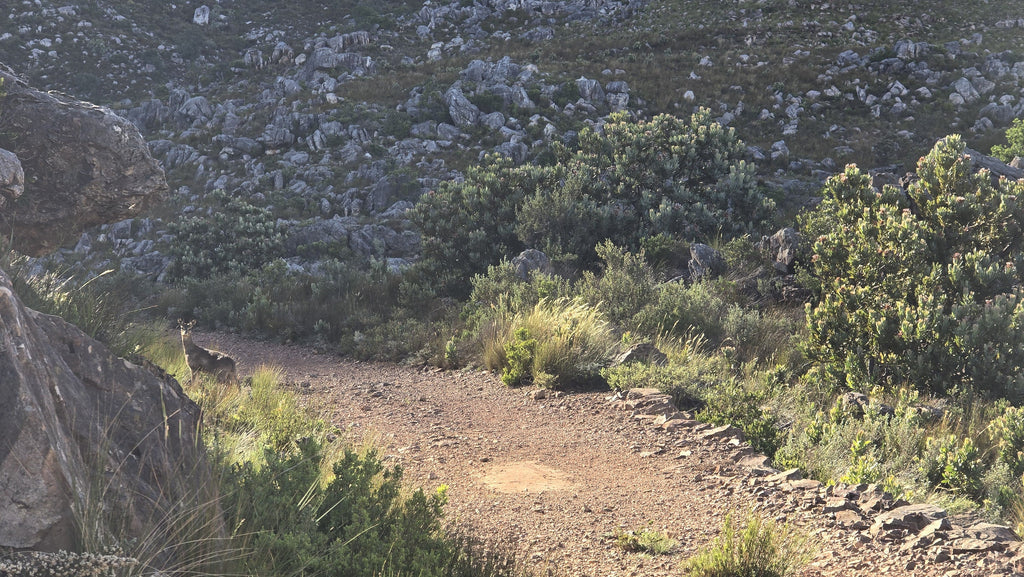 Bainskloof/Wellington - Murasie Guided Day-Hike/Walk