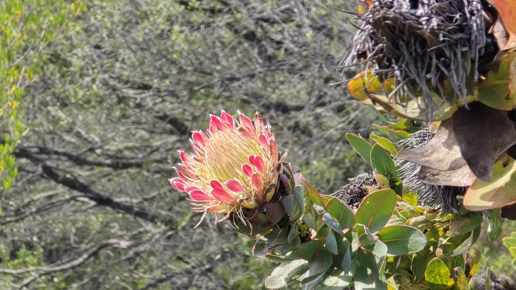 Paarl Rock Guided Tour